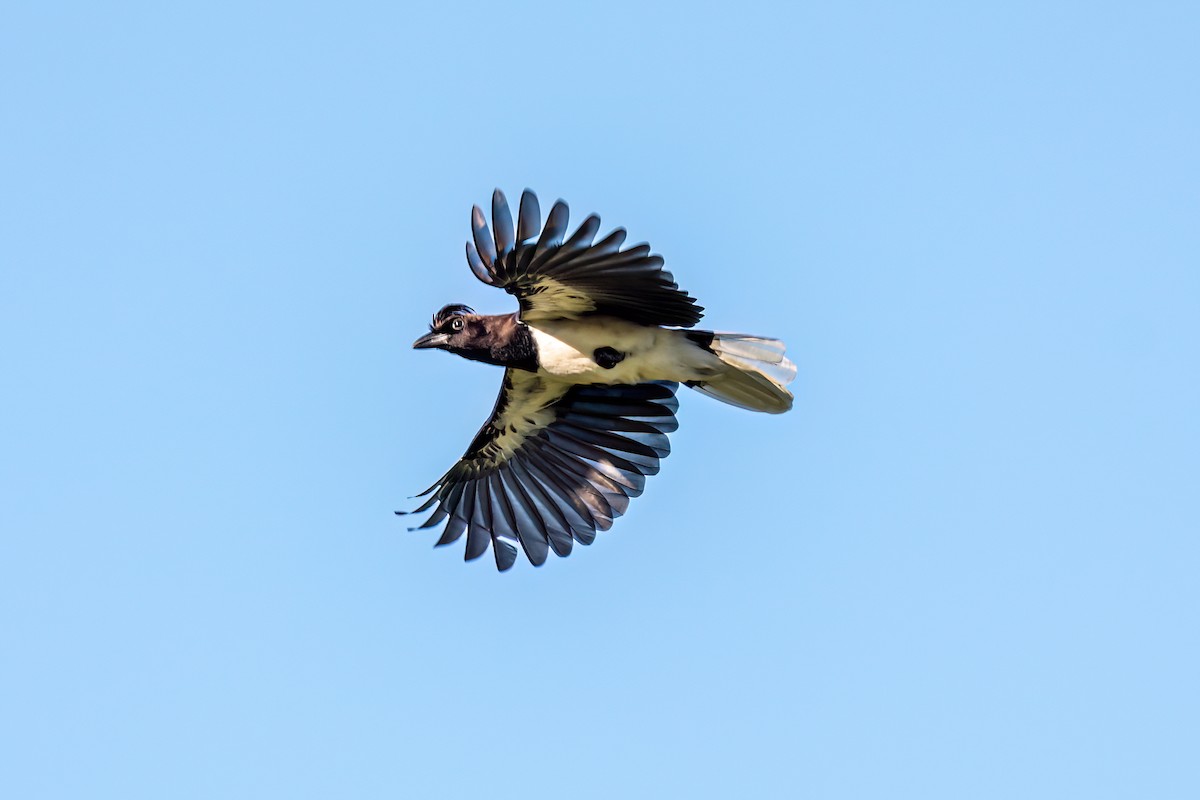 Curl-crested Jay - ML619446782