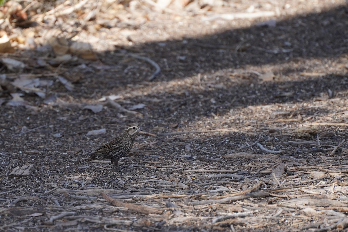 Red-winged Blackbird - Amber Zertuche