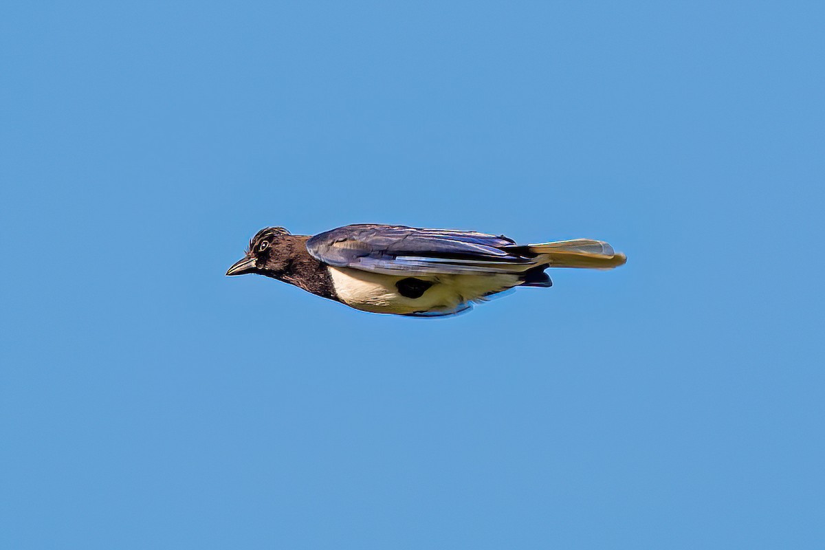 Curl-crested Jay - ML619446795