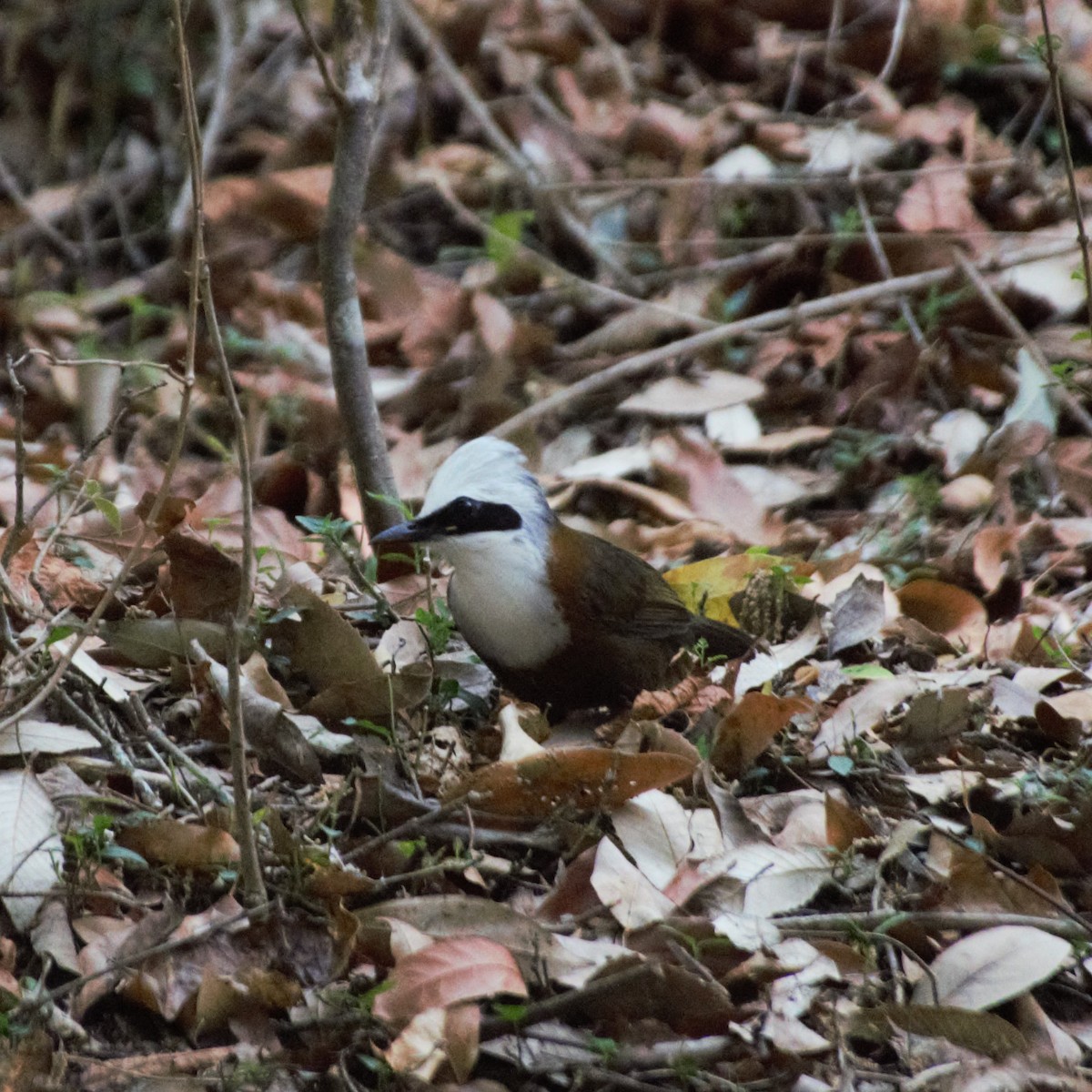 White-crested Laughingthrush - ML619446796