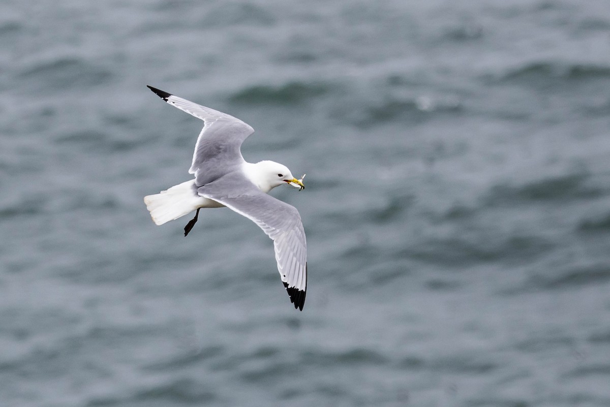 Black-legged Kittiwake - Michael Hooper