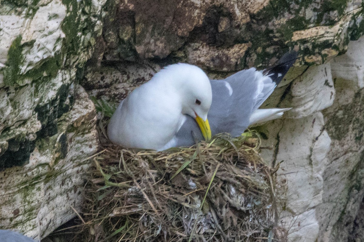 Black-legged Kittiwake - Michael Hooper