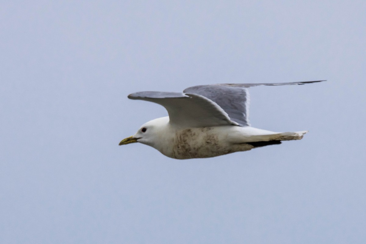 Black-legged Kittiwake - Michael Hooper