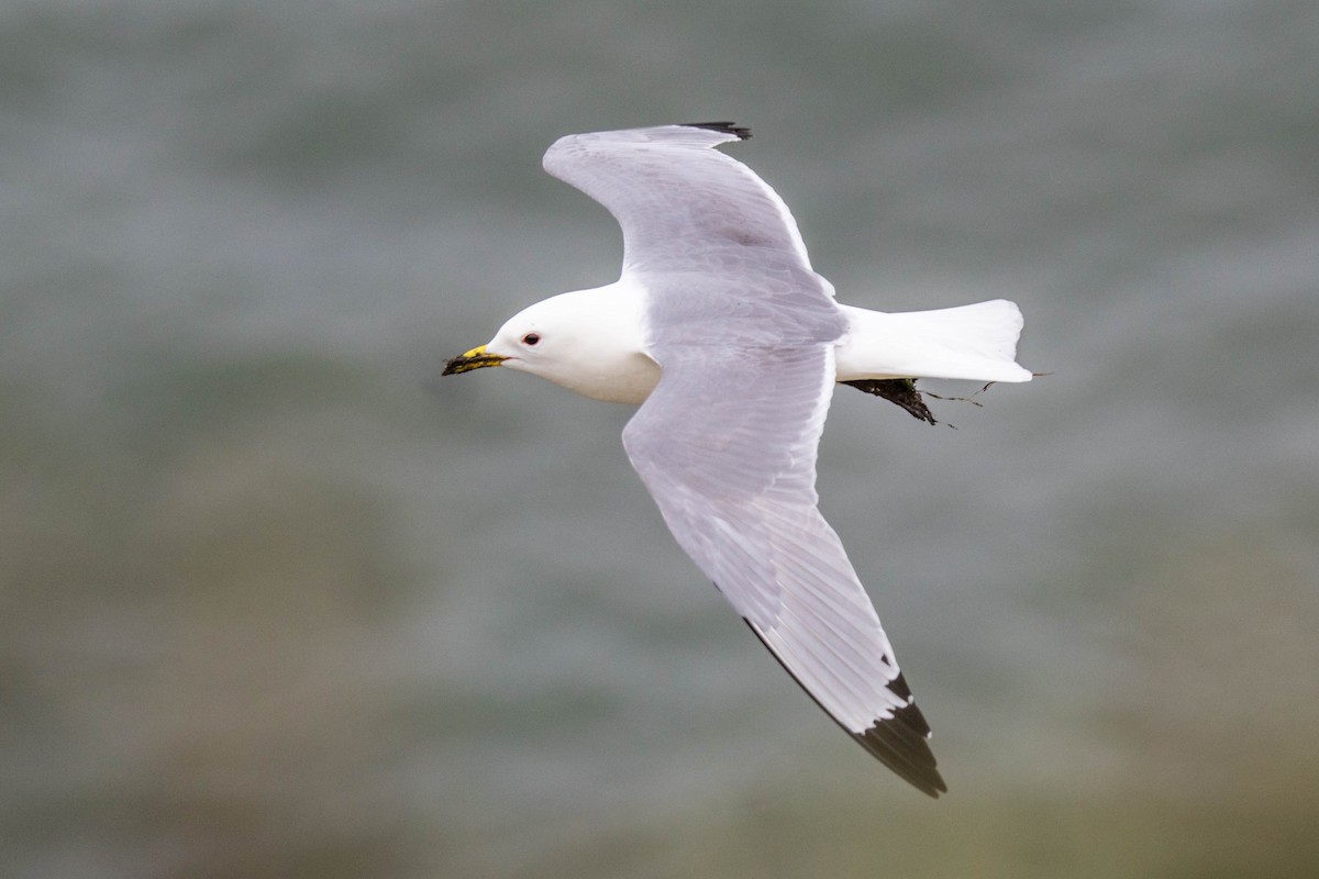 Black-legged Kittiwake - Michael Hooper