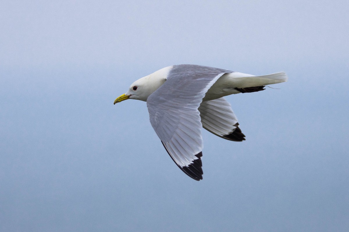 Black-legged Kittiwake - Michael Hooper