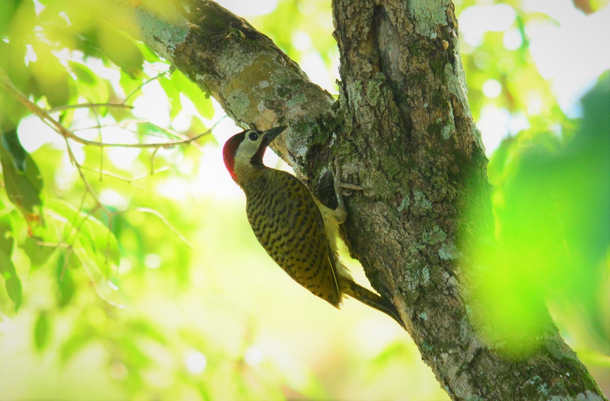 Spot-breasted Woodpecker - Victor D. Pardo Romero
