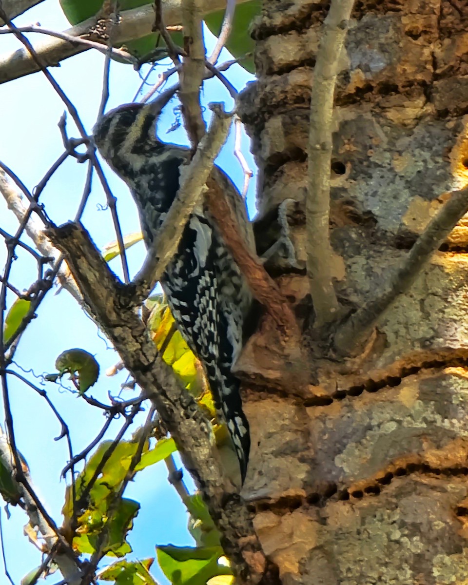 Yellow-bellied Sapsucker - ami horowitz