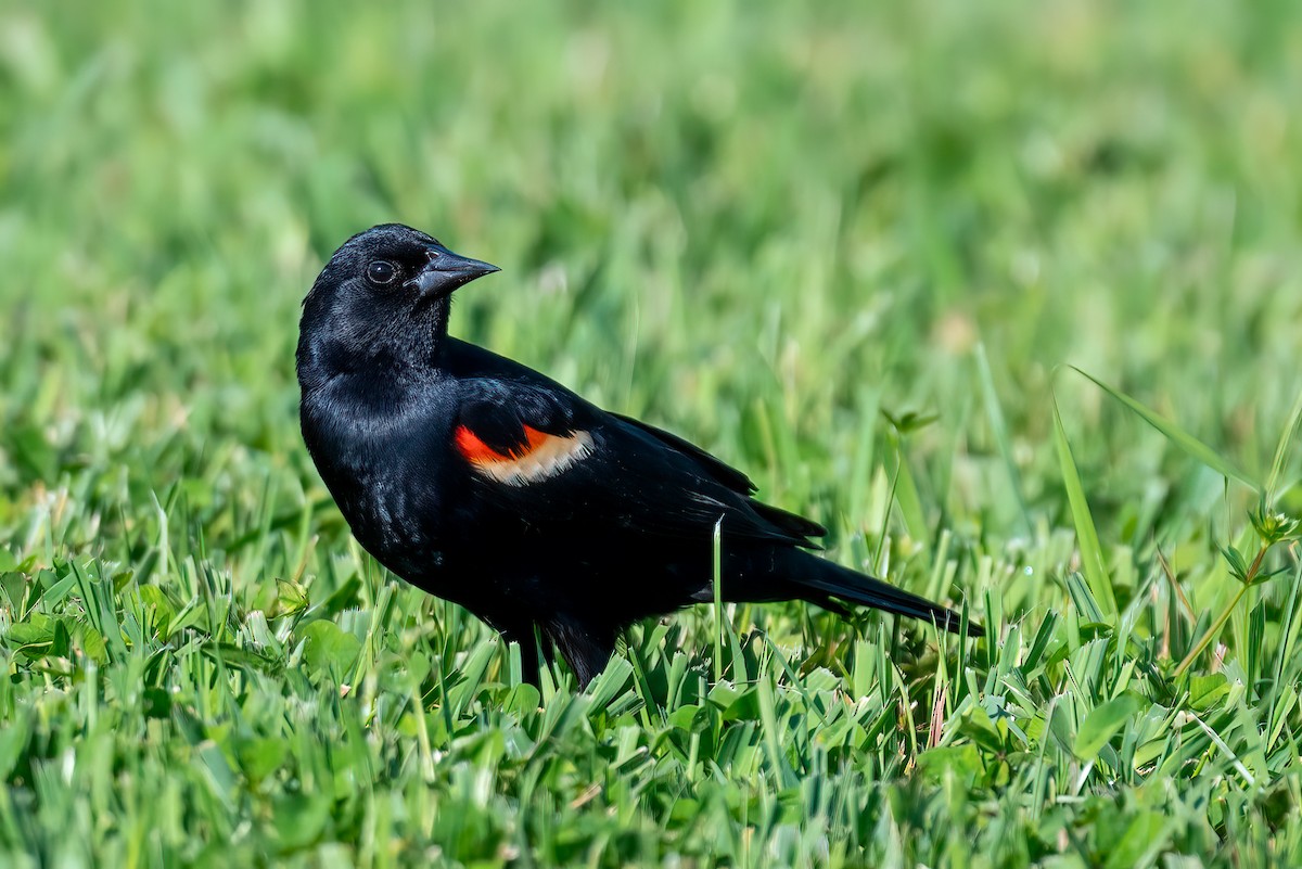 Red-winged Blackbird - Kayann Cassidy