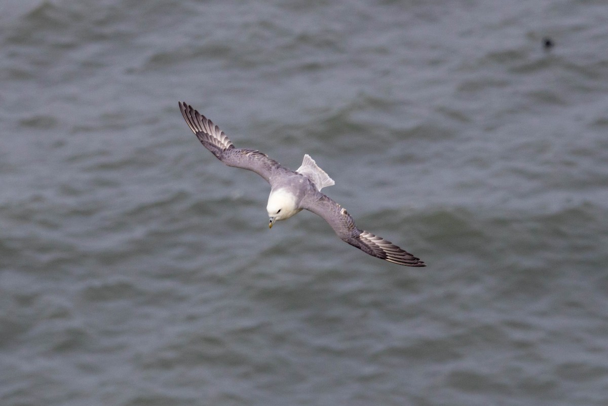 Northern Fulmar - Michael Hooper