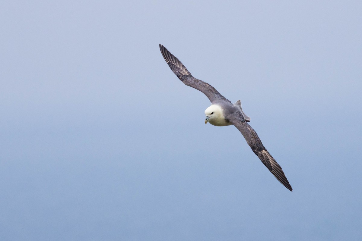 Northern Fulmar - Michael Hooper