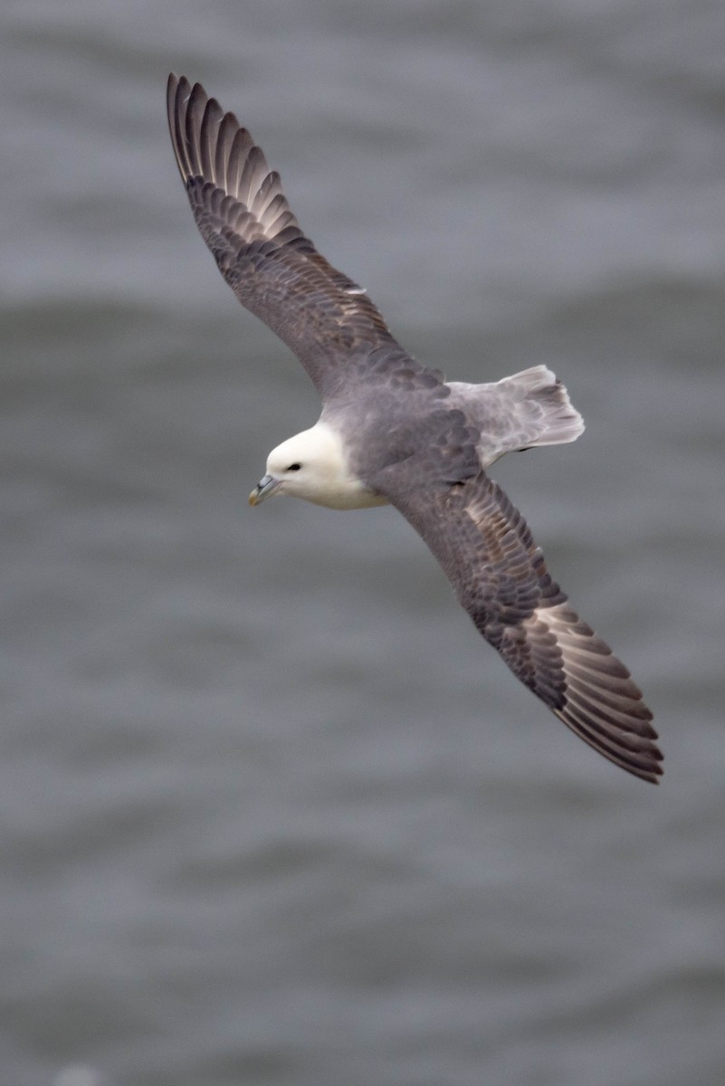 Northern Fulmar - Michael Hooper