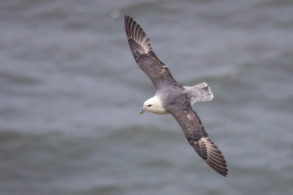 Northern Fulmar - Michael Hooper