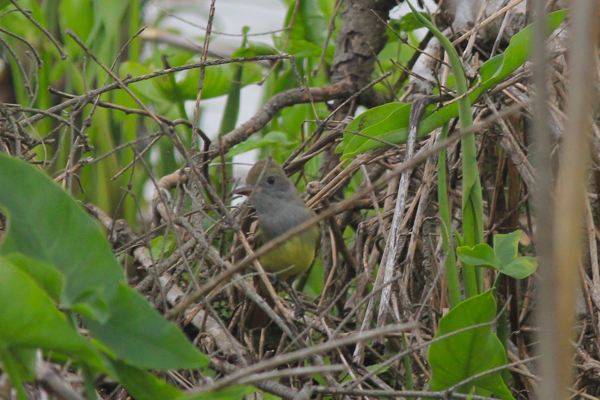 Great Crested Flycatcher - Anthony  Popiel