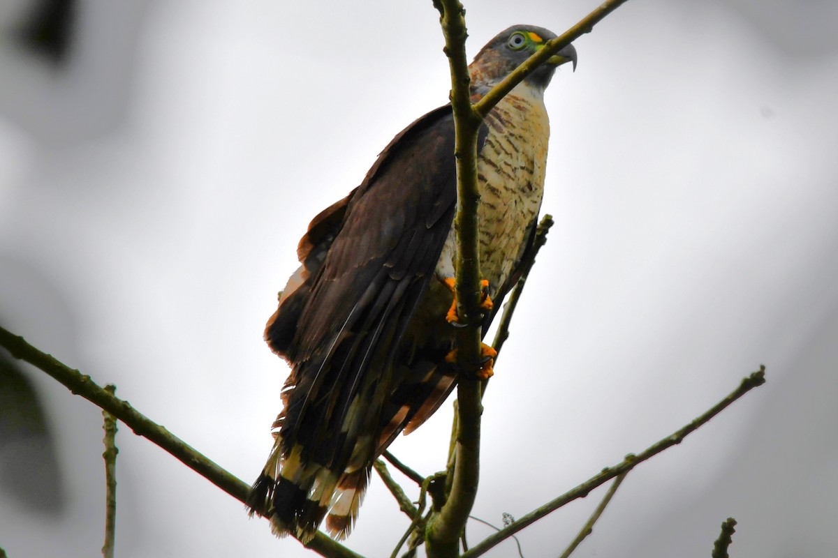 Hook-billed Kite - Dan Bormann