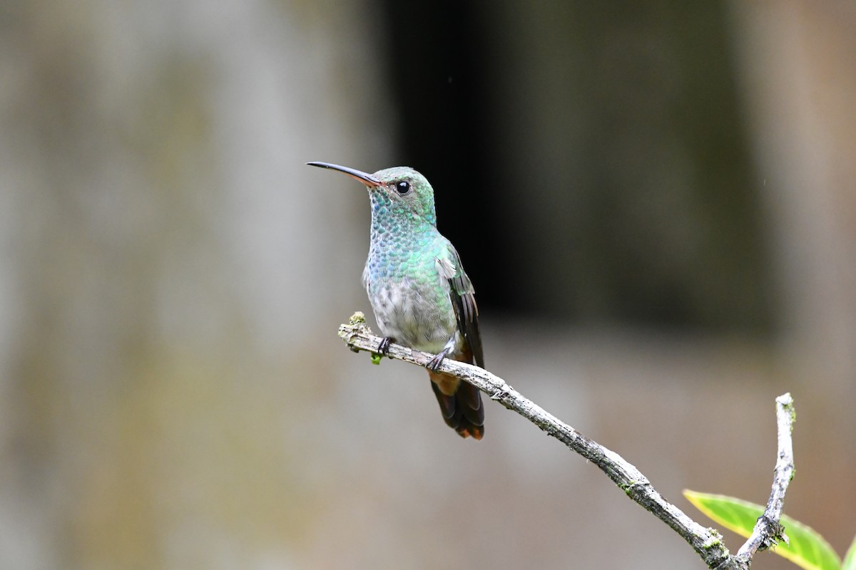 Rufous-tailed Hummingbird - Dan Bormann