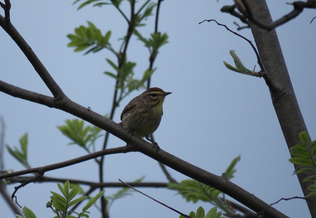 Palm Warbler - André Dionne