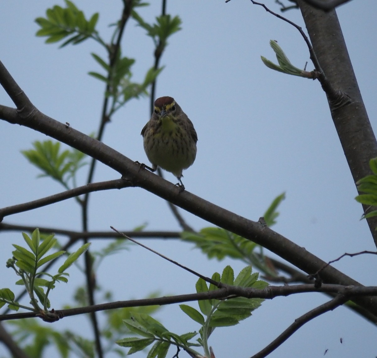 Palm Warbler - André Dionne