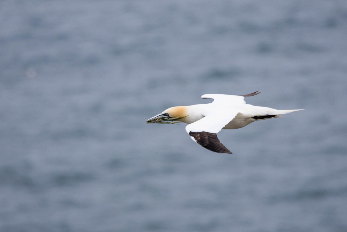 Northern Gannet - Michael Hooper