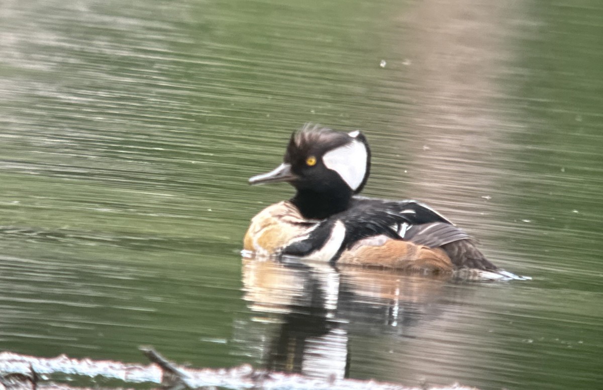 Hooded Merganser - Tim Johnson