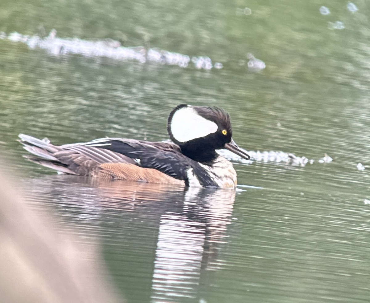 Hooded Merganser - Tim Johnson