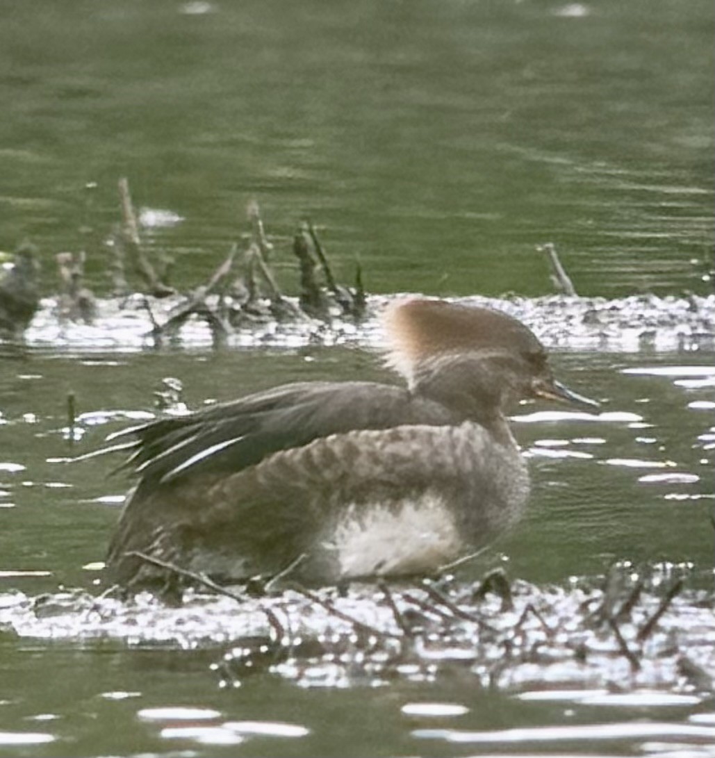 Hooded Merganser - Tim Johnson