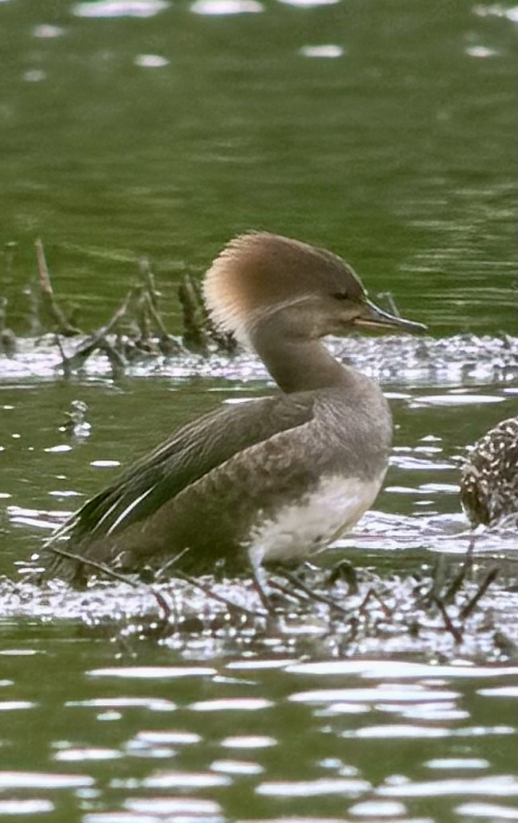 Hooded Merganser - Tim Johnson