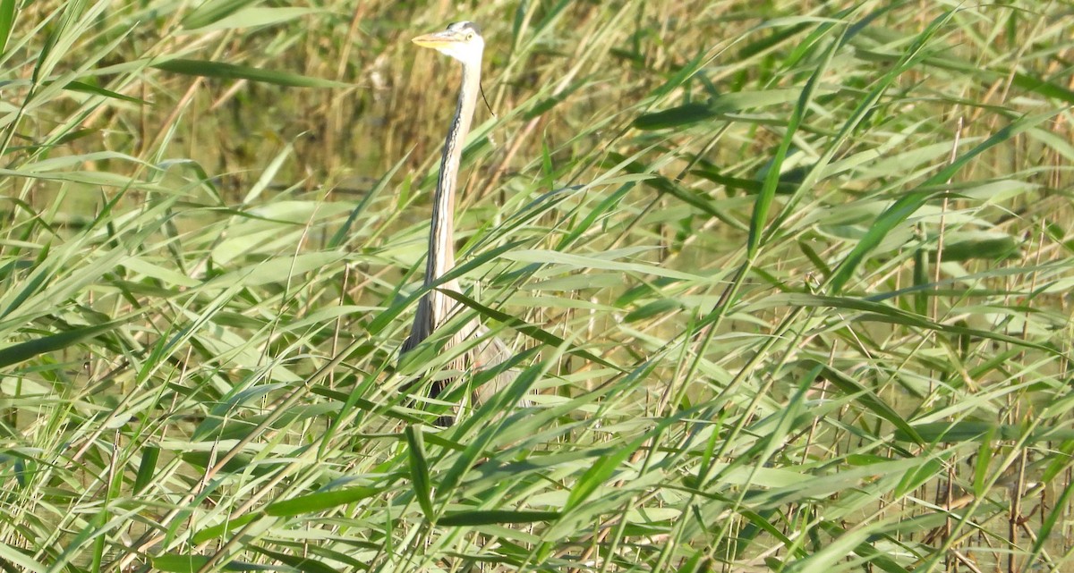 Great Blue Heron - Brent Daggett