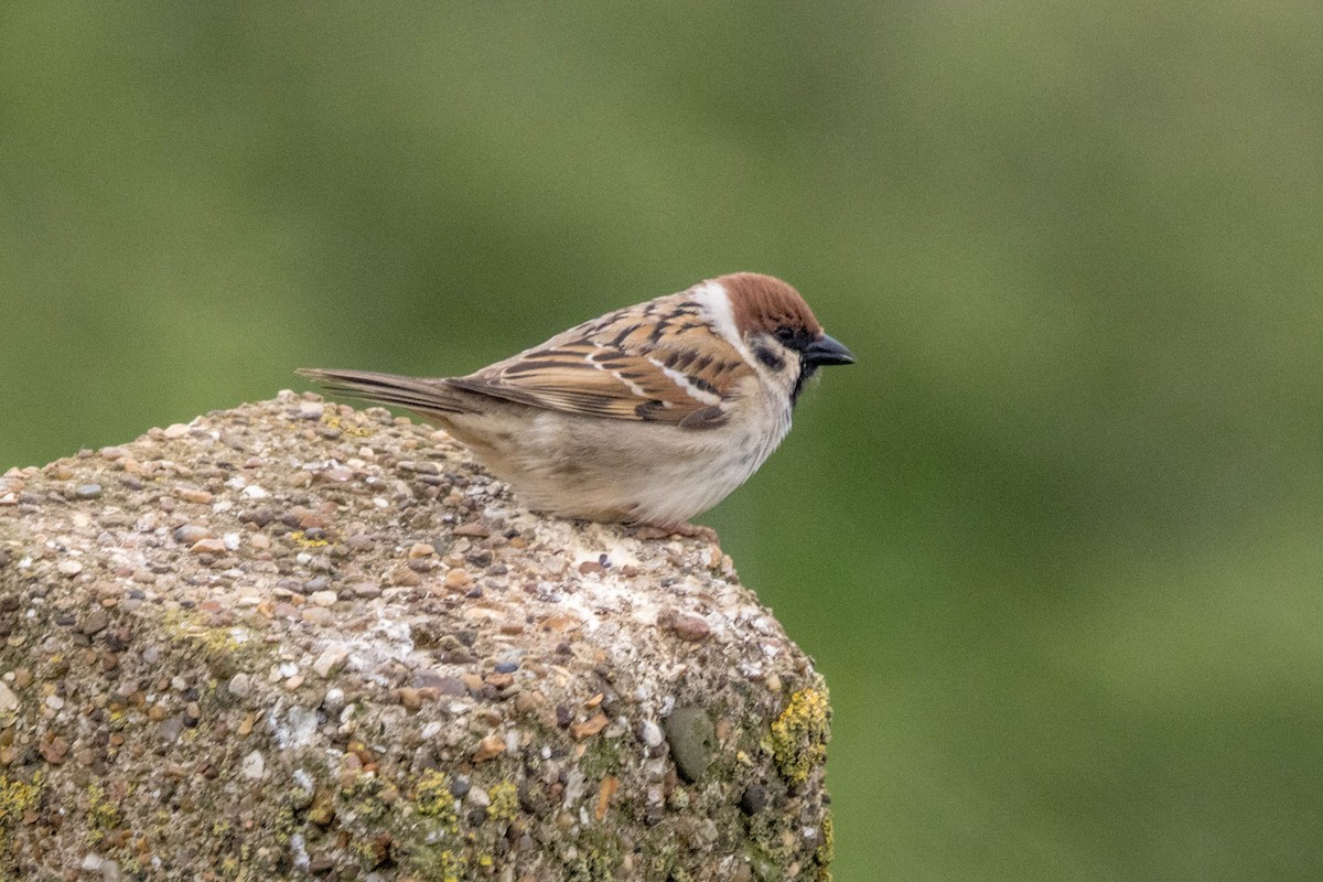 Eurasian Tree Sparrow - Michael Hooper