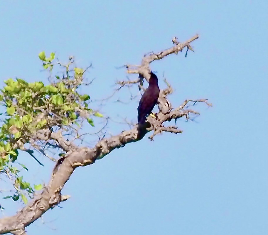 Long-crested Eagle - Tony Conway