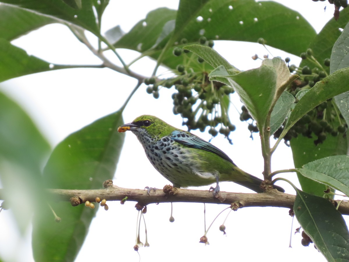 Speckled Tanager - Cristian Cufiño