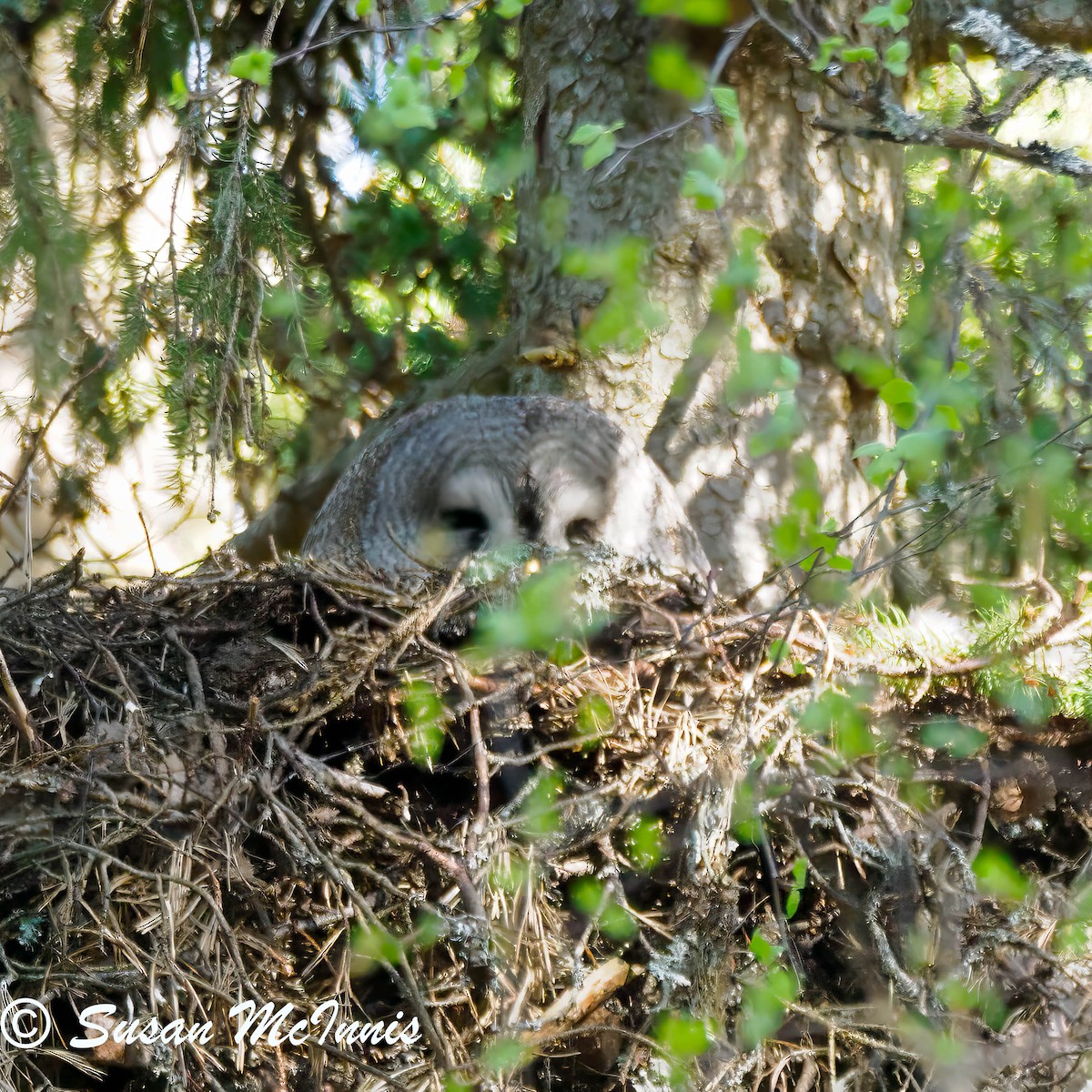 Great Gray Owl - ML619446894