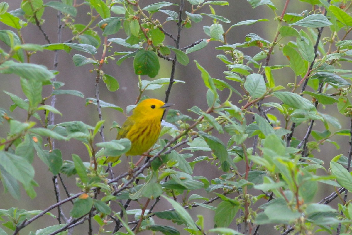 Yellow Warbler - Anthony  Popiel