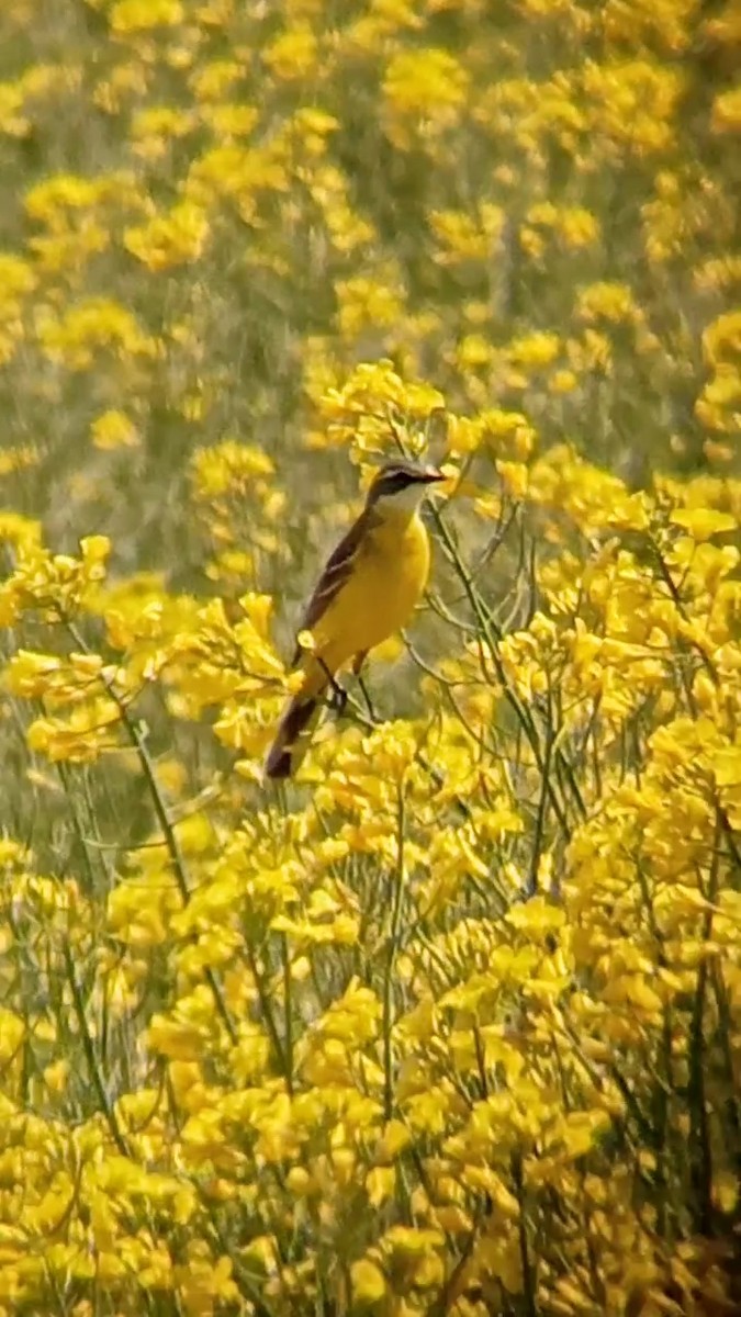 Western Yellow Wagtail (iberiae) - Laurent Pascual-Le Tallec