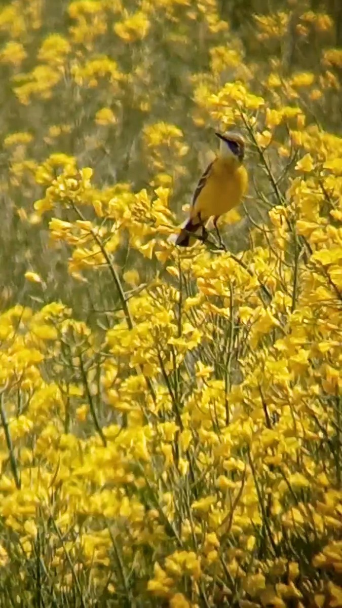 Western Yellow Wagtail (iberiae) - Laurent Pascual-Le Tallec