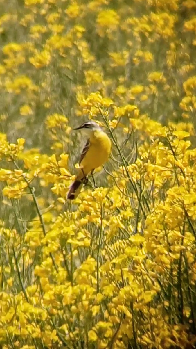 Western Yellow Wagtail (iberiae) - Laurent Pascual-Le Tallec