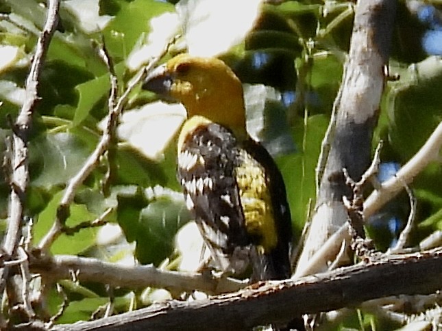 Yellow Grosbeak - ML619446915