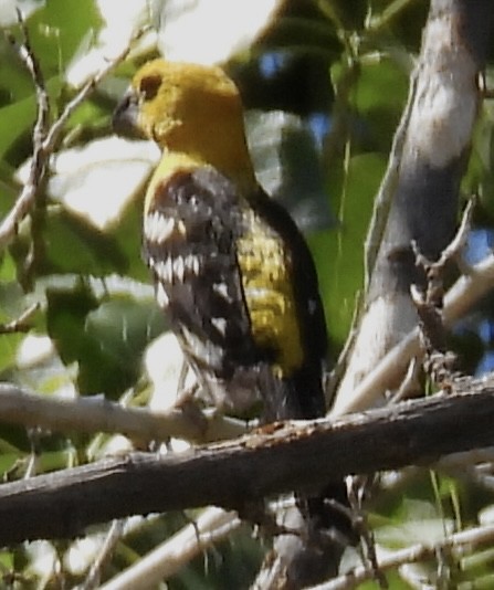 Yellow Grosbeak - ML619446916