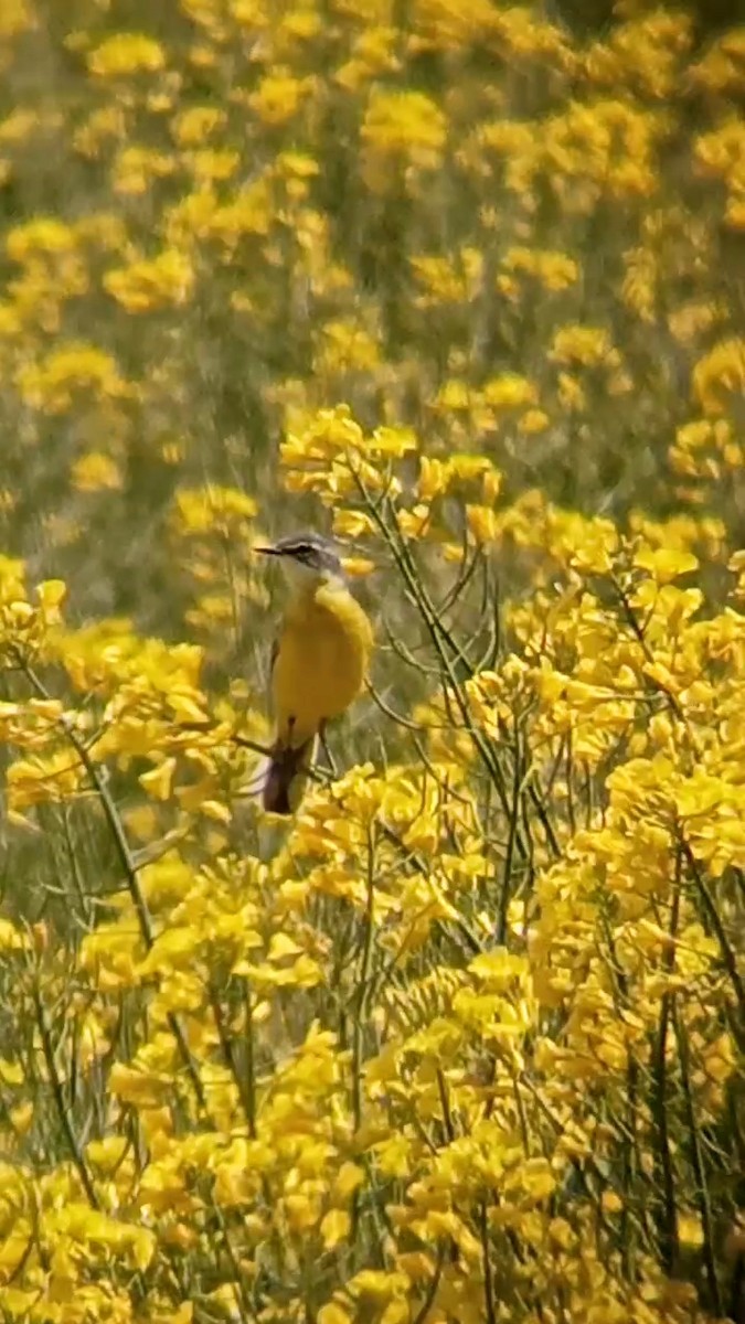 Western Yellow Wagtail (iberiae) - Laurent Pascual-Le Tallec