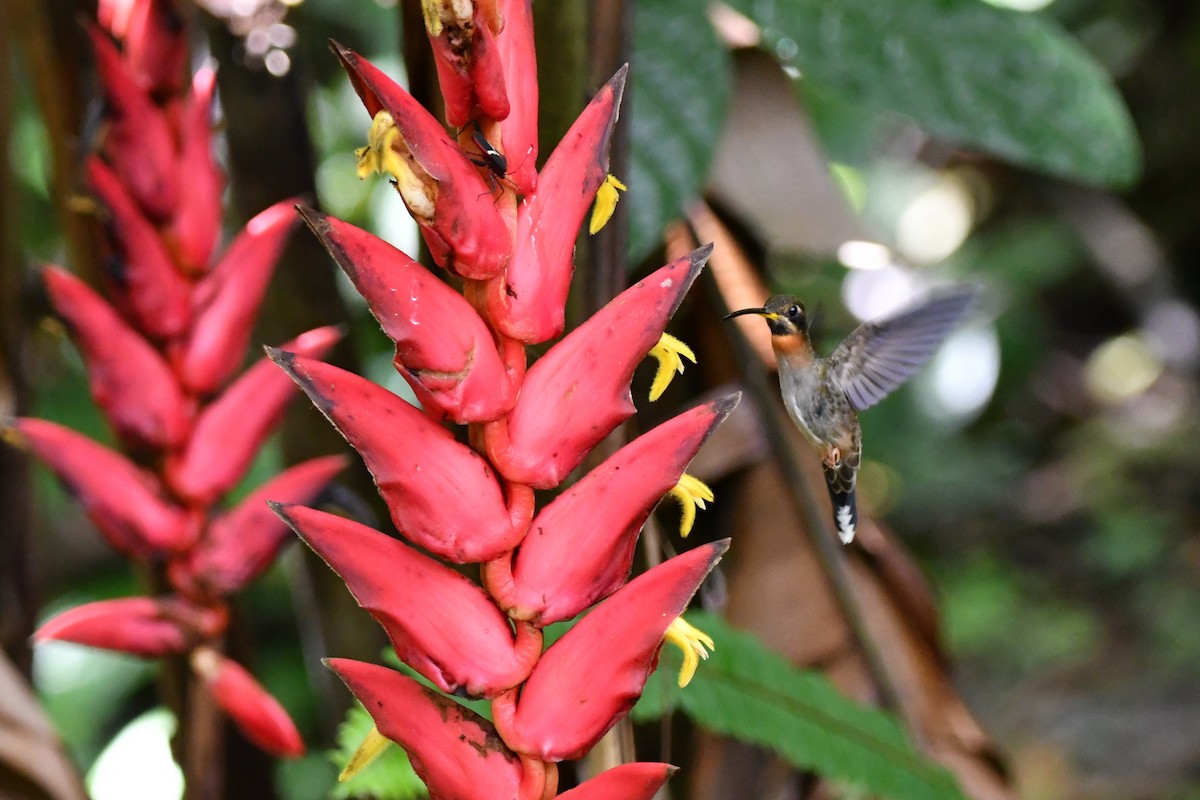 Band-tailed Barbthroat - Dan Bormann