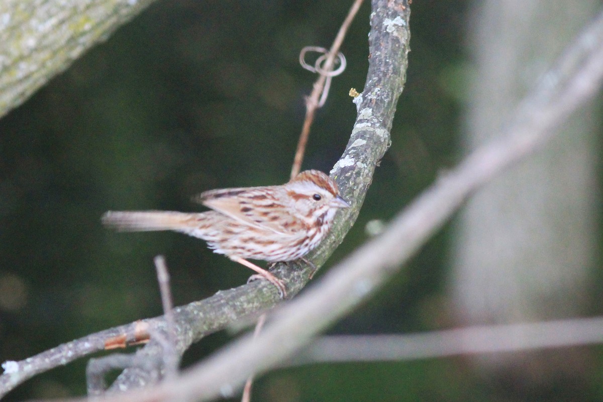 Song Sparrow - Anthony  Popiel