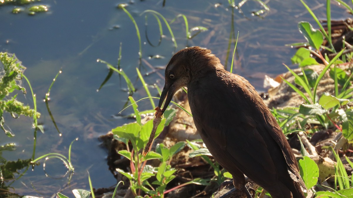 Great-tailed Grackle - Anne (Webster) Leight