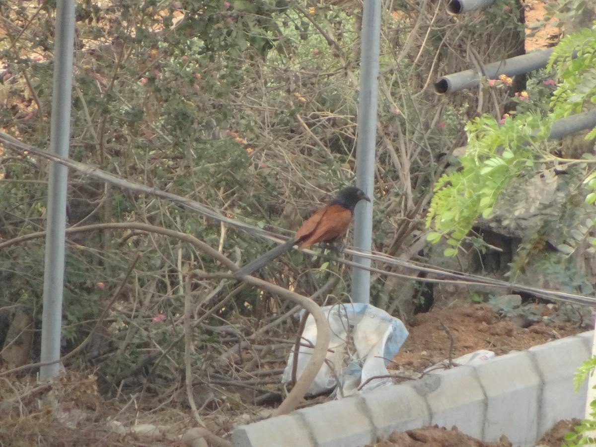 Greater Coucal - Rishab Verma