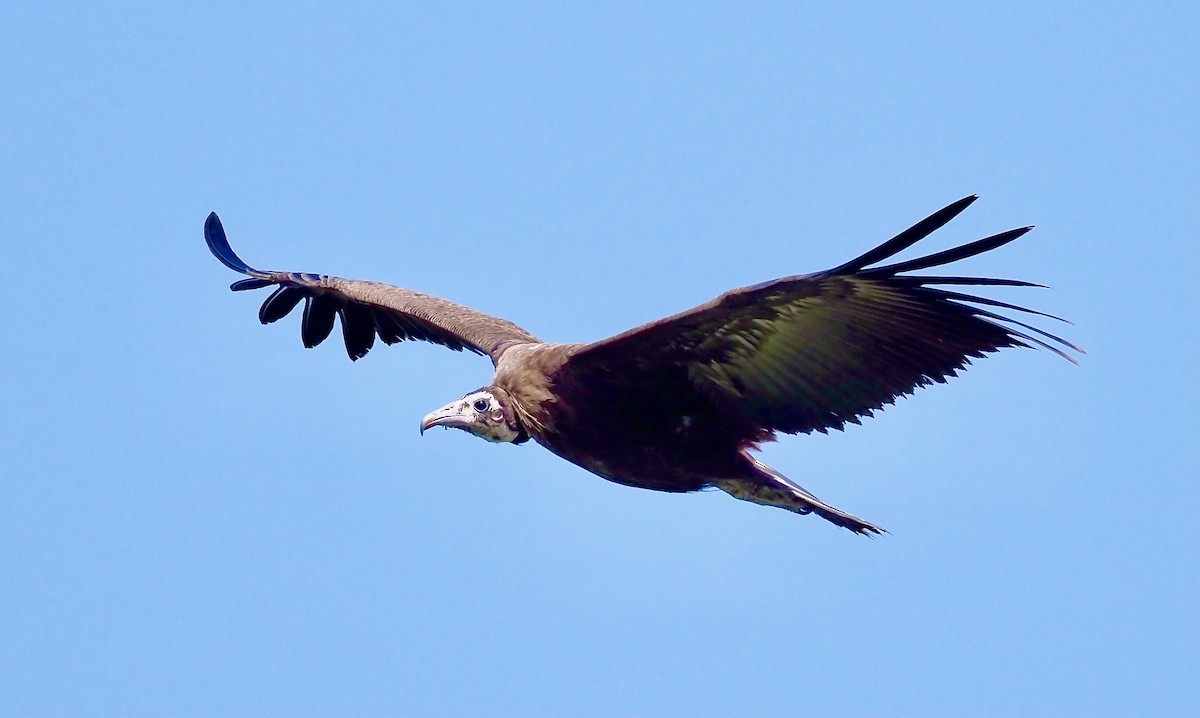 Hooded Vulture - Tony Conway