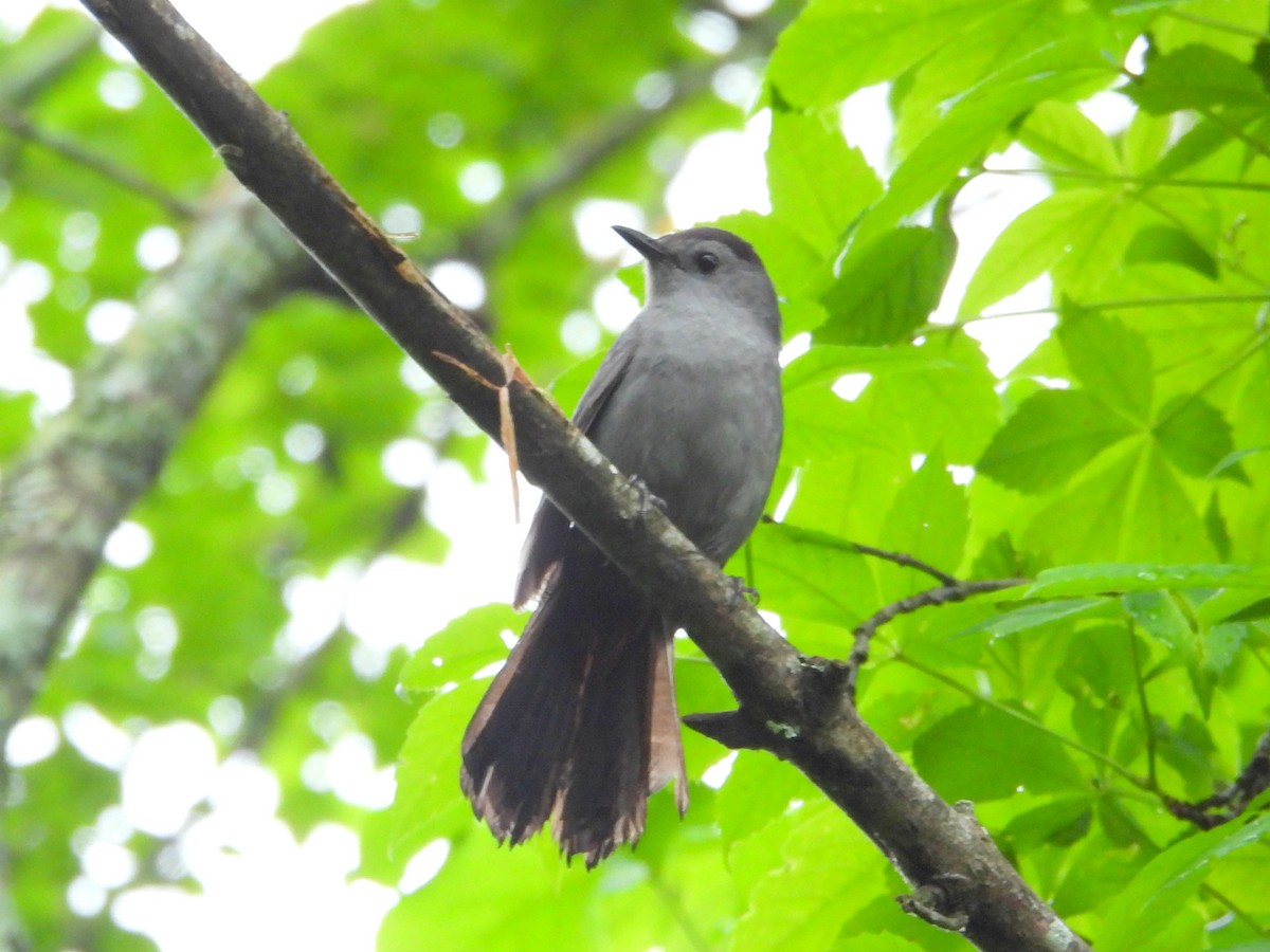 Gray Catbird - bob butler