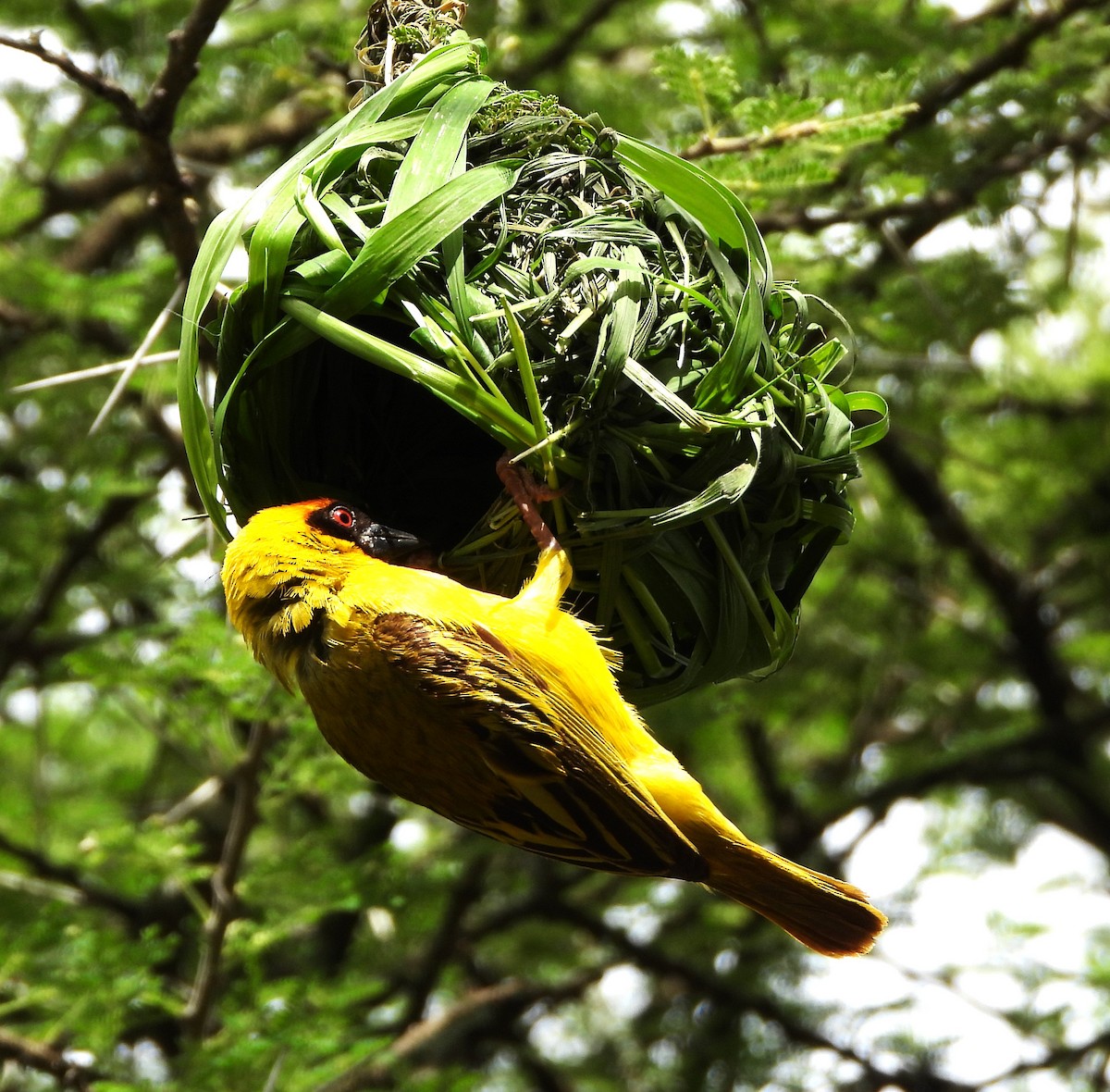 Vitelline Masked-Weaver - ML619446948