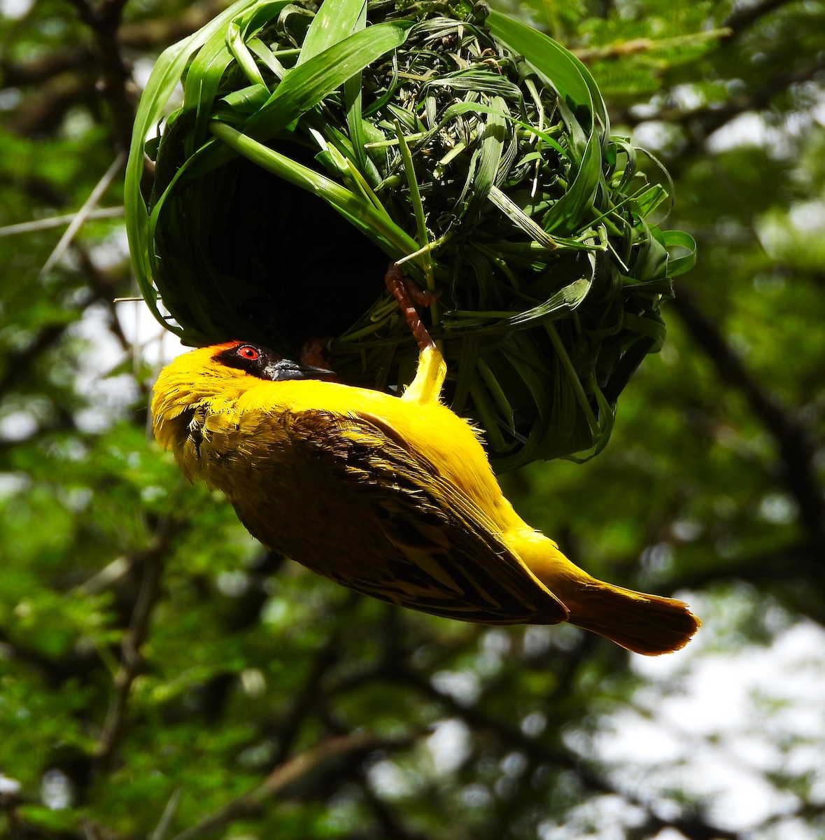 Vitelline Masked-Weaver - Lynn Scarlett