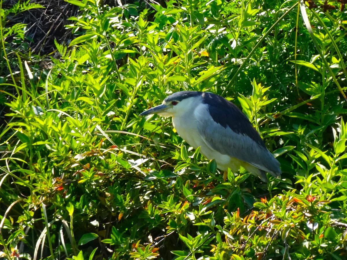 Black-crowned Night Heron (American) - ML619446952