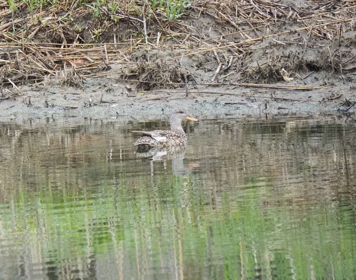 Gadwall - André Dionne