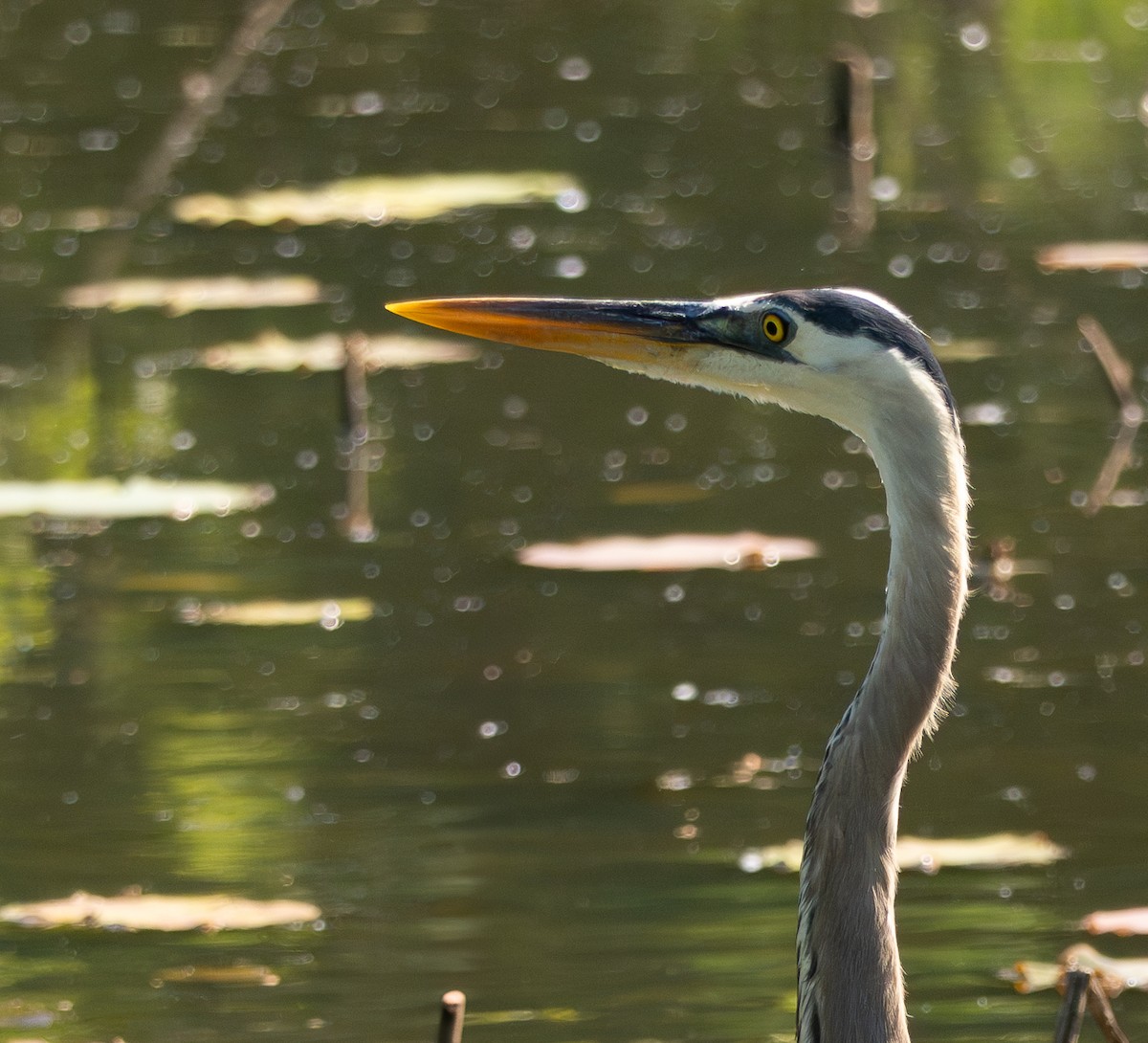 Great Blue Heron - Anthea Gotto