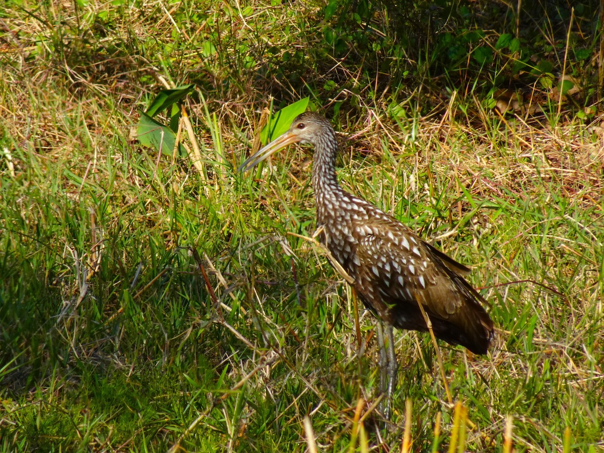 Limpkin - ami horowitz